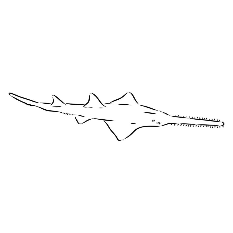 a shark with a long tail vector