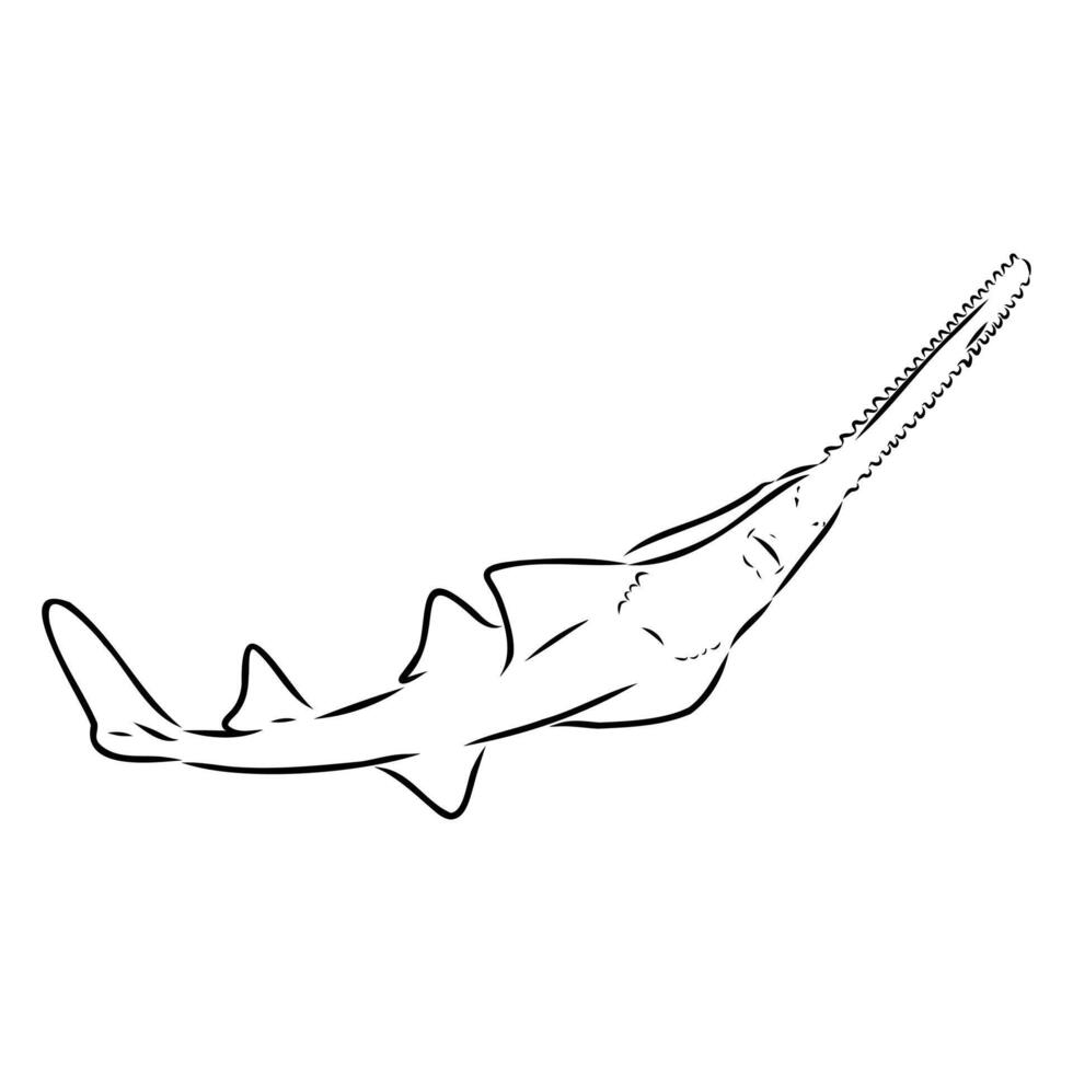 a drawing of a shark with a tail vector
