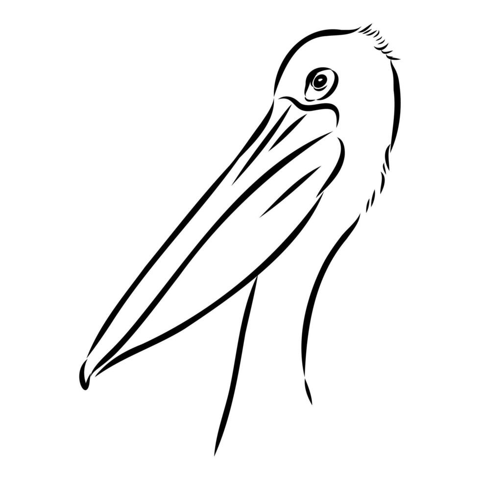 Pelican head outline sketch illustration vector