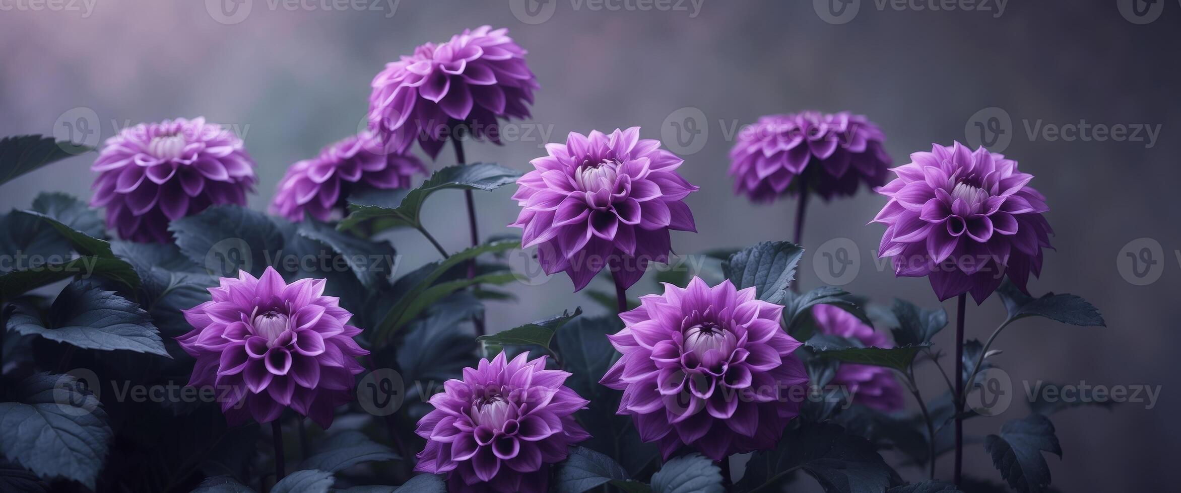 Beautiful purple dahlias blooming in dark green foliage. photo