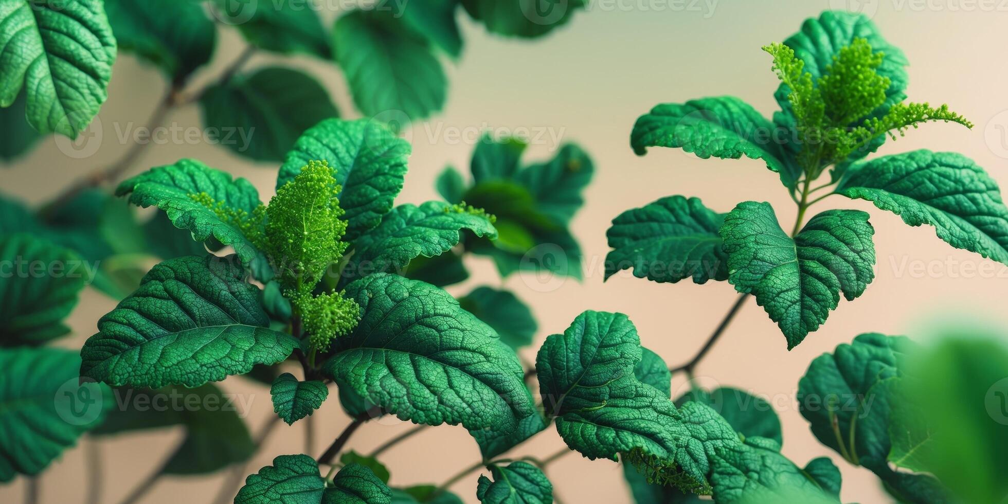 Enchanting macro deep green leaves with mossy textures photo
