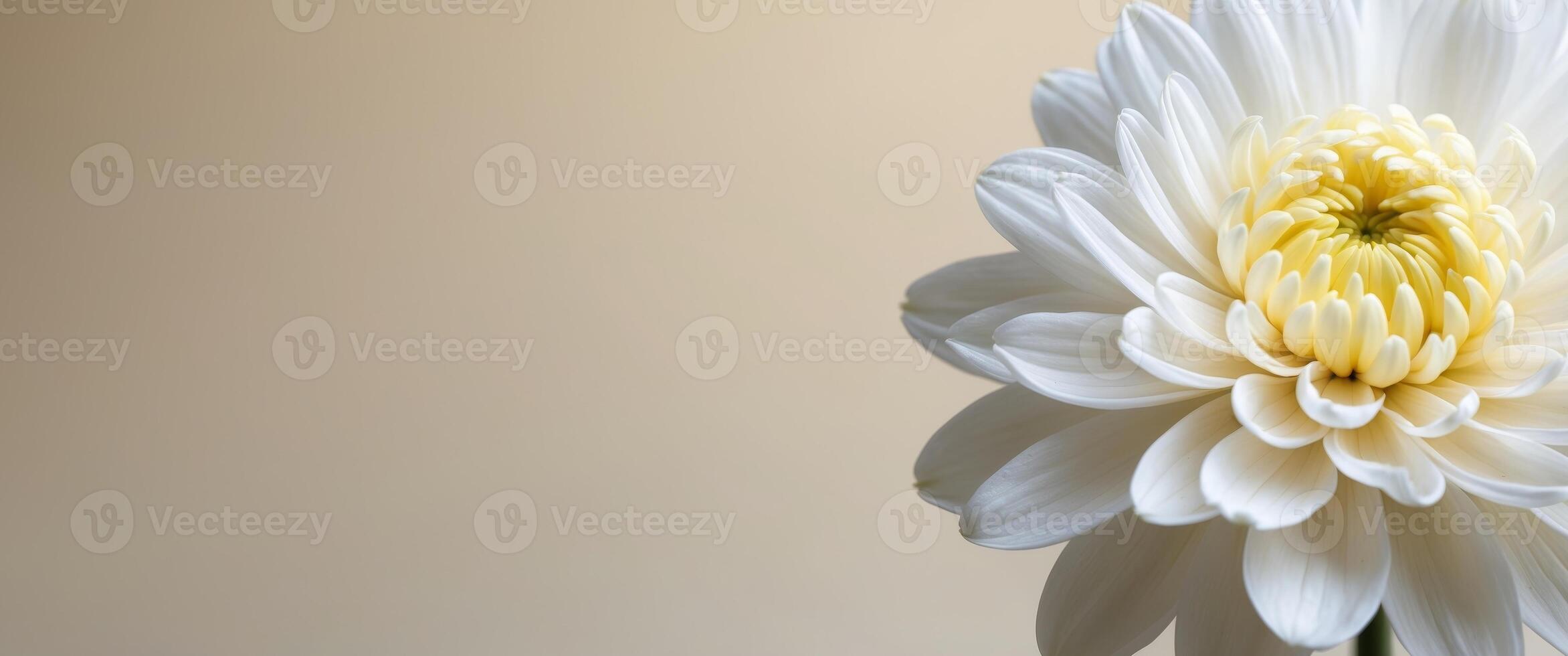 Close up of white chrysanthemum on beige background with copy space. photo
