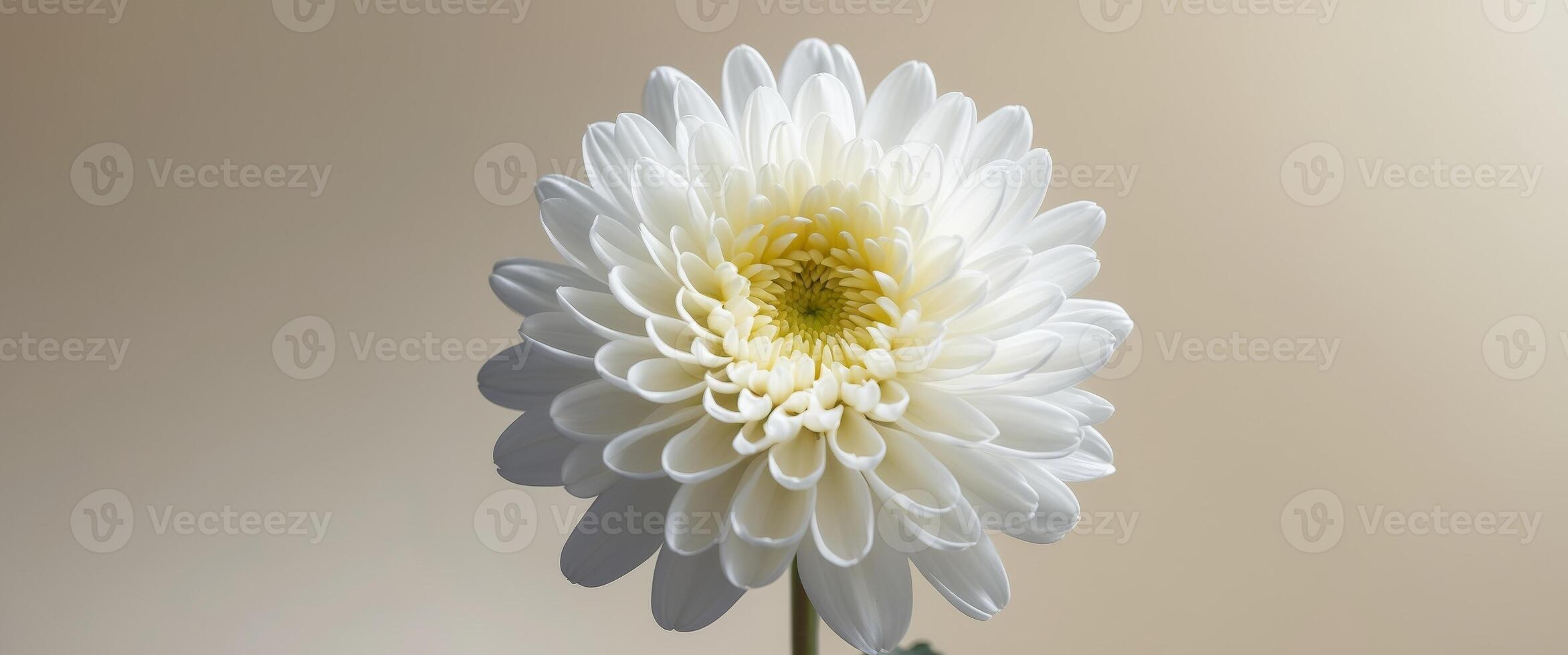 Close up of white chrysanthemum on beige background with copy space photo
