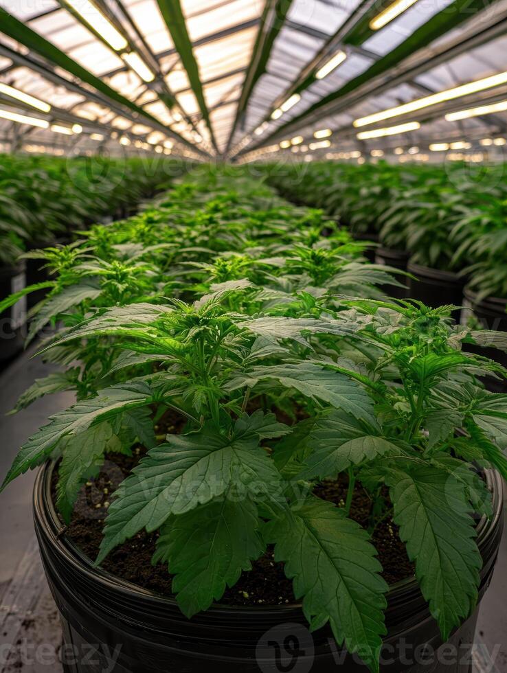 Cannabis plants growing in a greenhouse under artificial lights photo