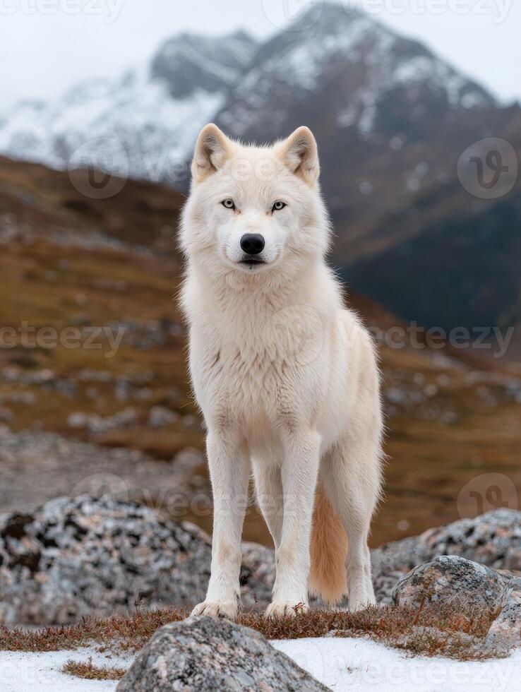 Arctic wolf standing on rocks in snowy mountains photo