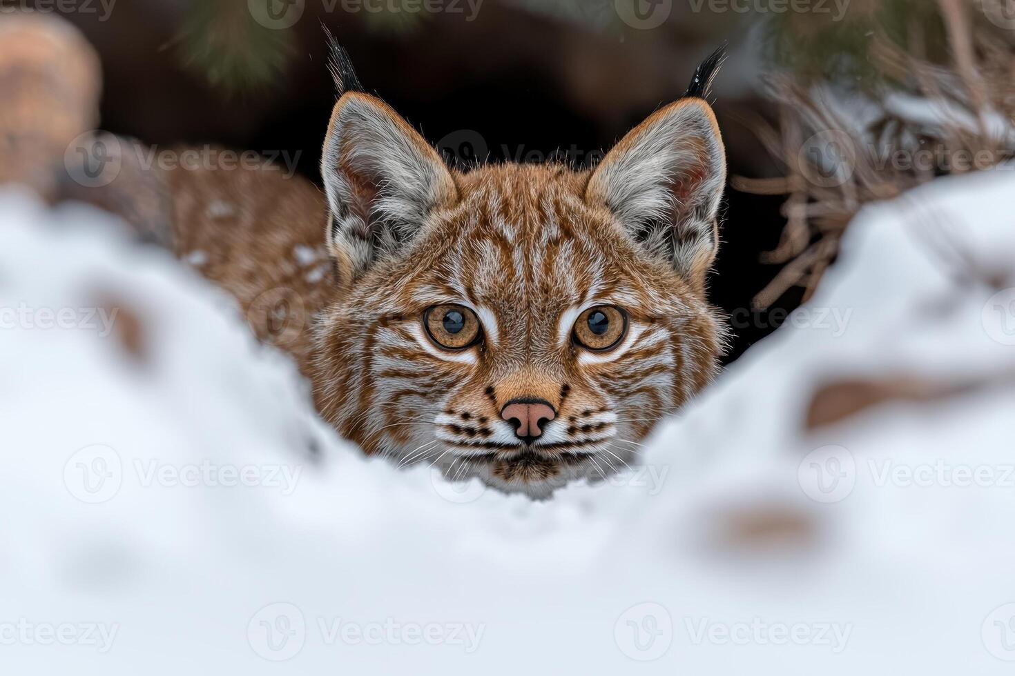 Closeup of a lynx peering from behind snow photo