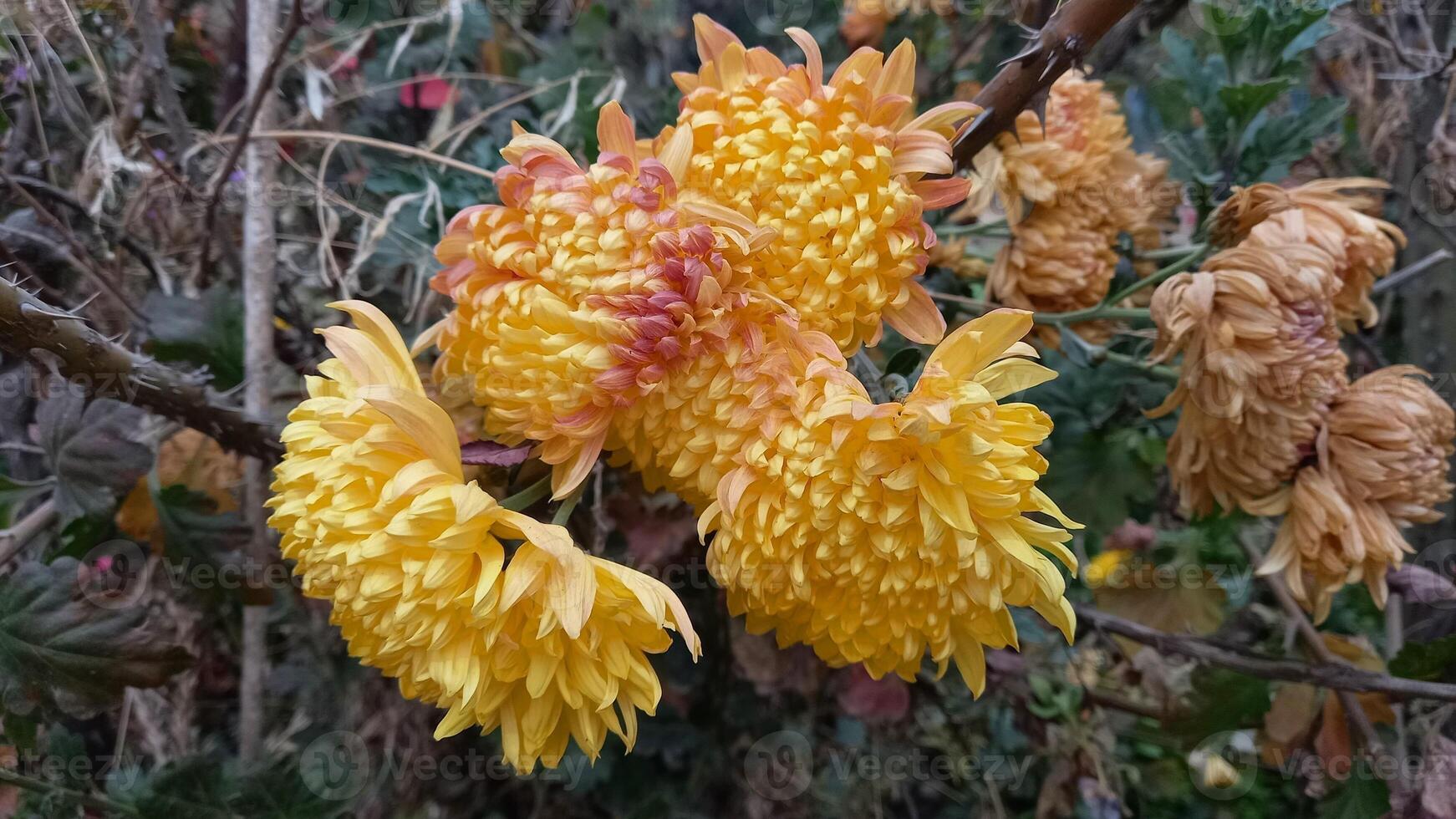 Chrysanthemum grandiflorum beautiful flower photo