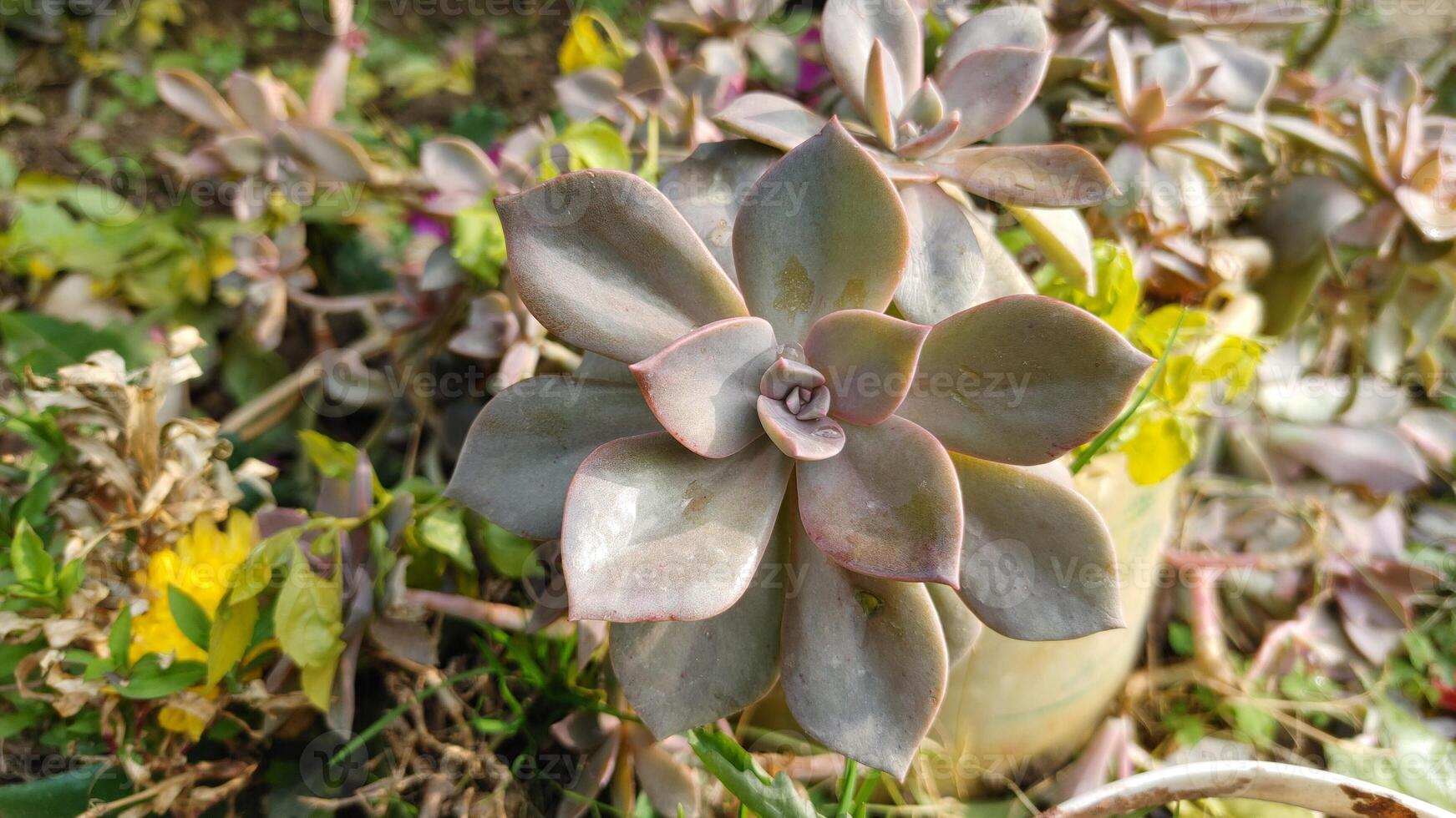 Succulent or Ghost Plant photo