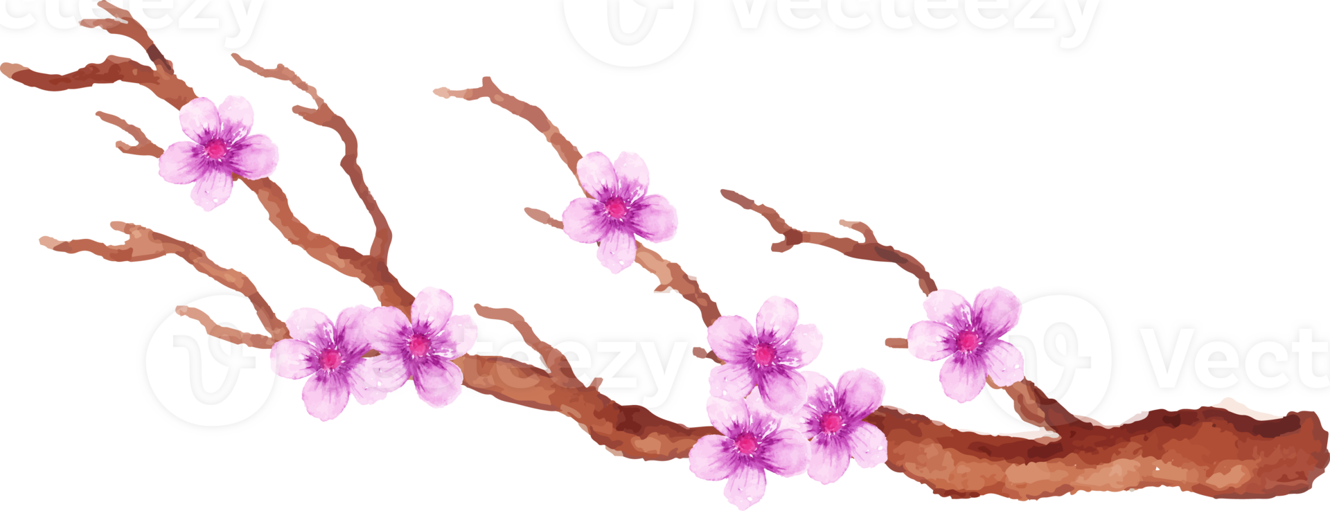 watercolor cherry blossom in the branch png