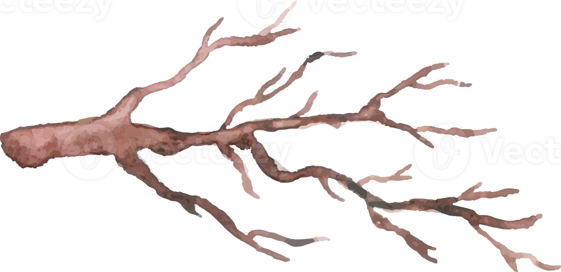 a tree branch with no leaves on it png
