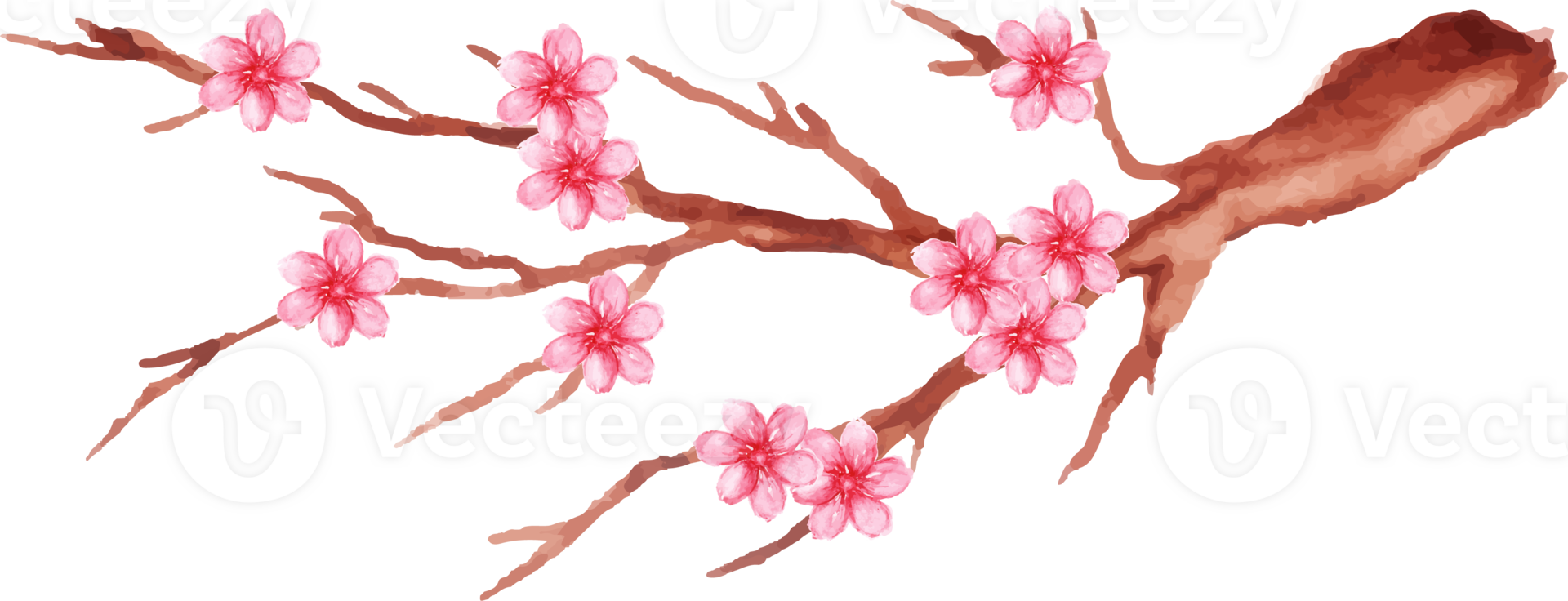sakura in the branch illustration png