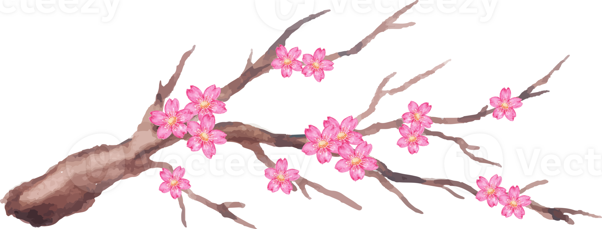 hand drawn of sakura in the branch png