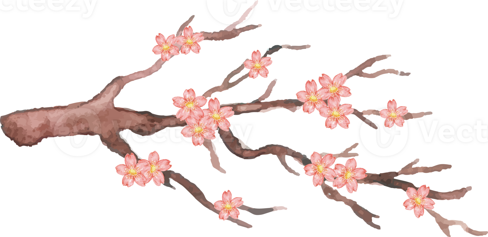 cherry blossom in the branch with watercolor png
