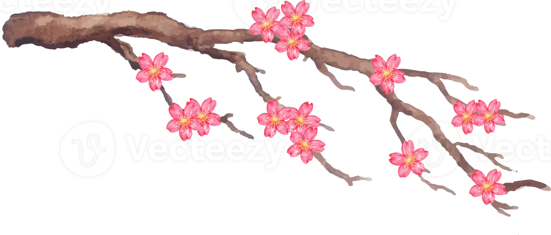cherry blossom in the branch illustration png