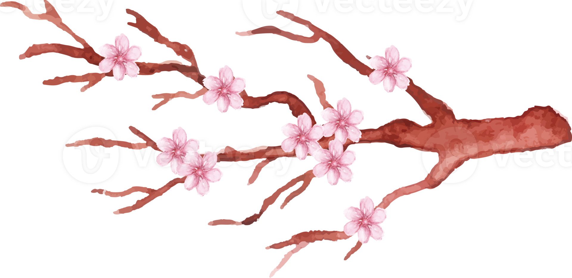 hand drawn of cherry blossom in the branch png