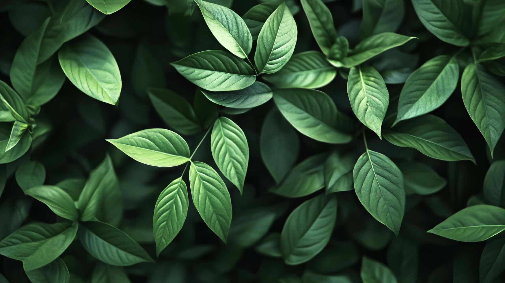 A close up of green leaves photo