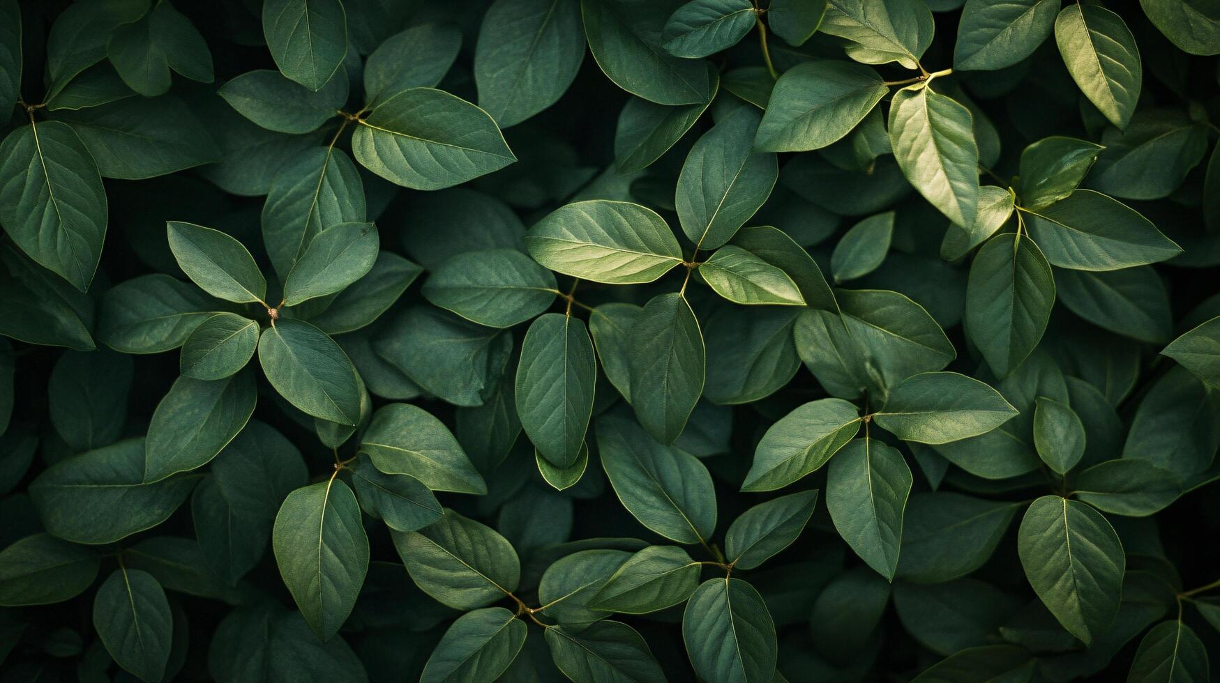 A close up of green leaves with a lush green background backdrop photo