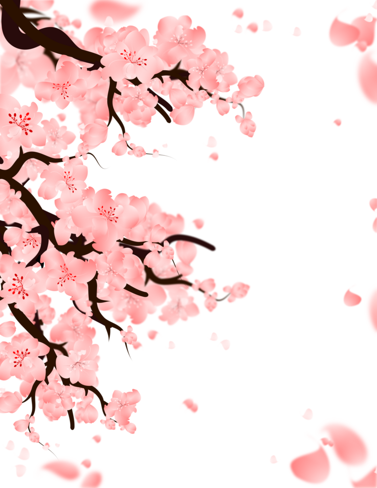 Pink sakura branch border, cherry blossom tree background, spring flowers falling petals illustration. png