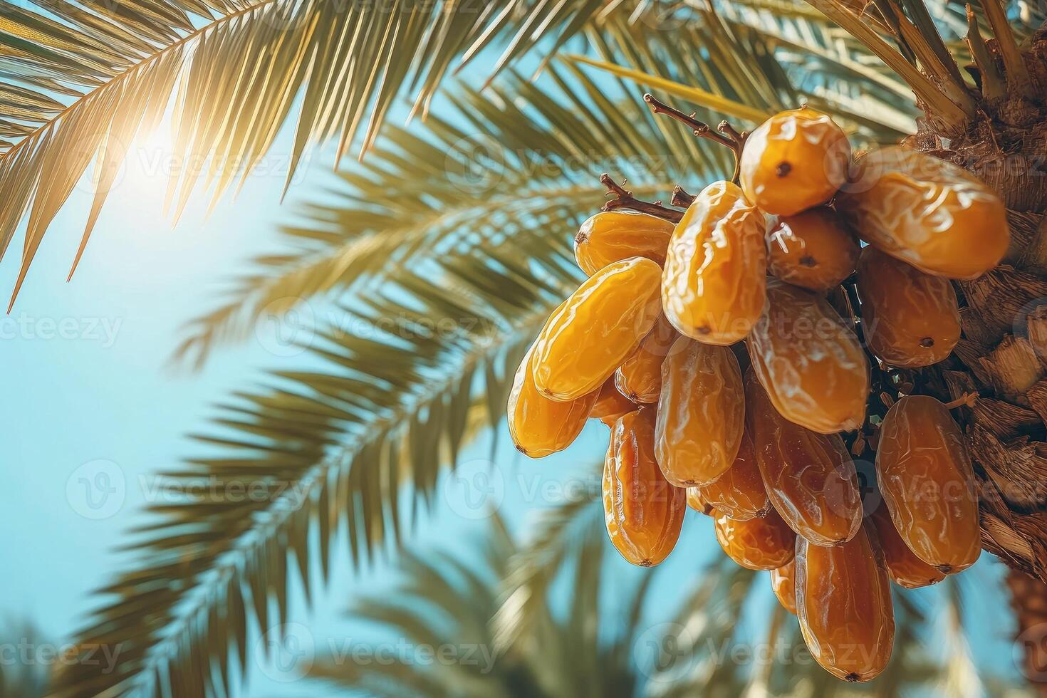 Bunch of fresh dates growing on date palm tree under sunlight photo