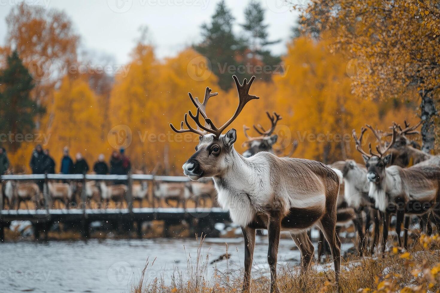 Reindeer herd standing by river in autumn landscape with tourists watching photo