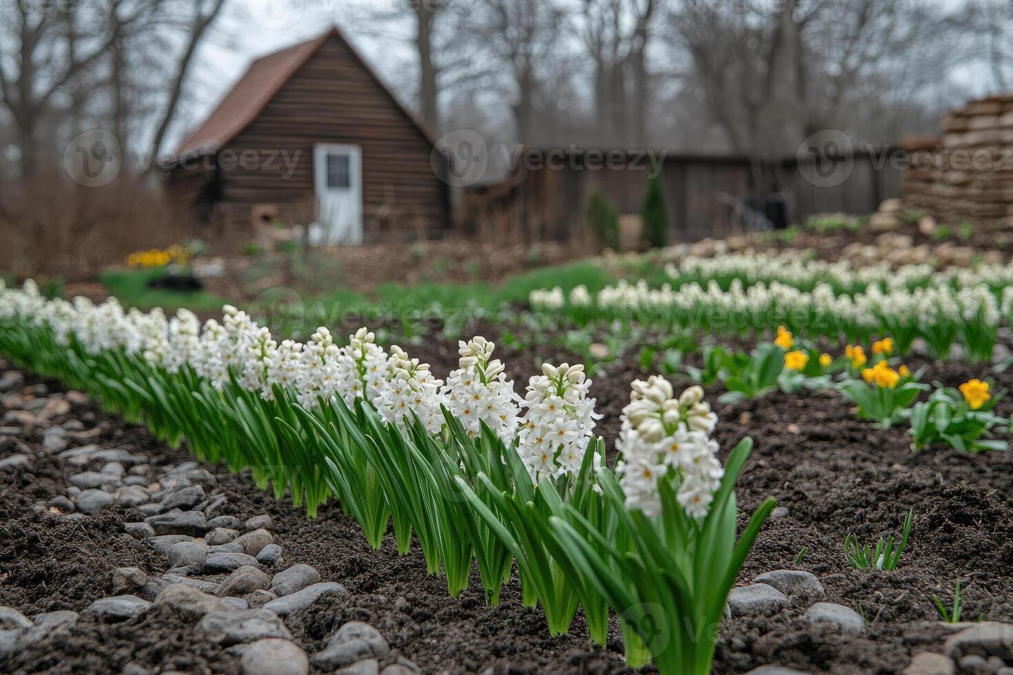 White hyacinths blooming in garden near wooden cottage photo