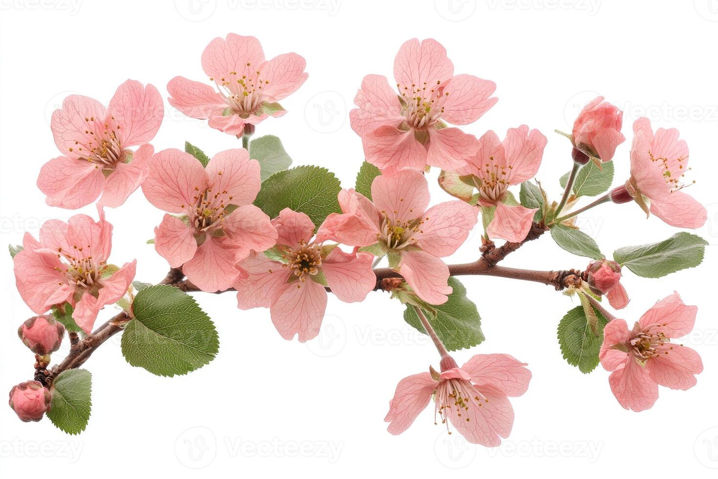 Blooming japanese quince branch showing delicate pink flowers photo