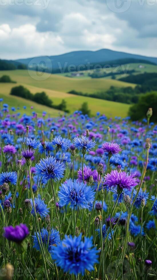 Cornflowers blooming in a meadow with rolling hills and cloudy sky photo