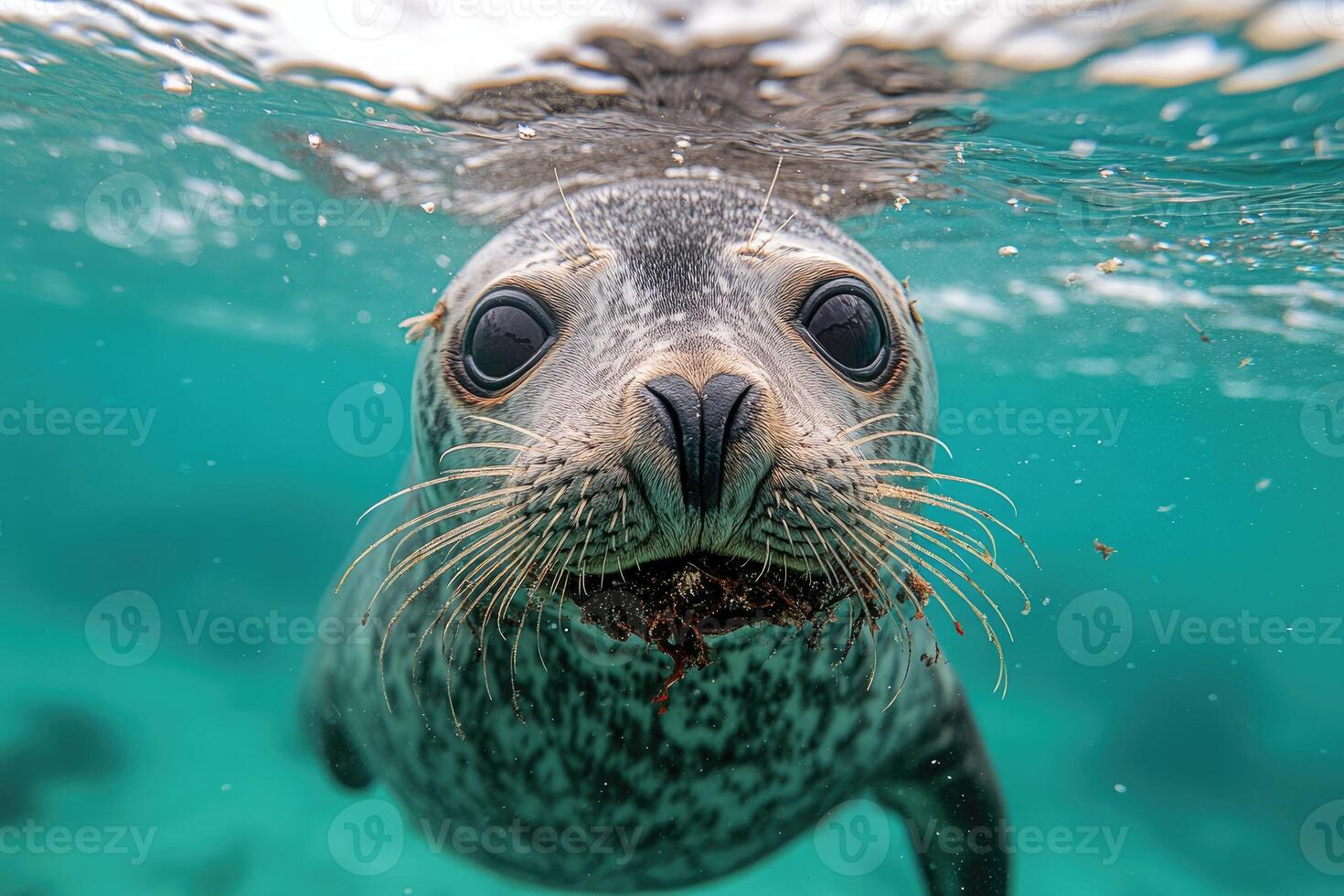 Curious seal pup swimming underwater with seaweed in mouth. photo