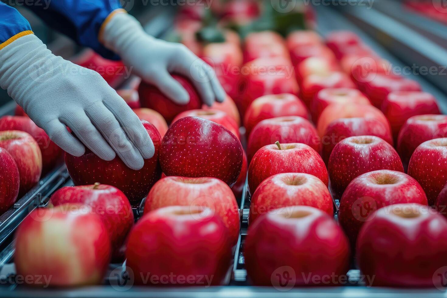 Food processing worker inspecting red apples on conveyor belt photo