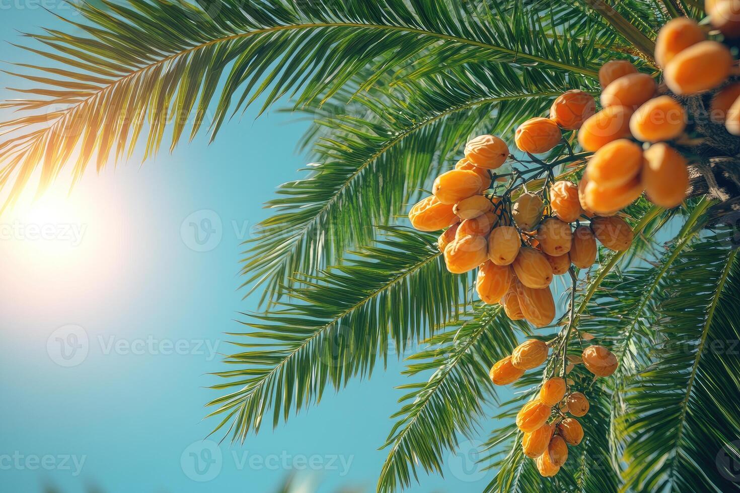 Bunch of fresh dates growing on date palm photo