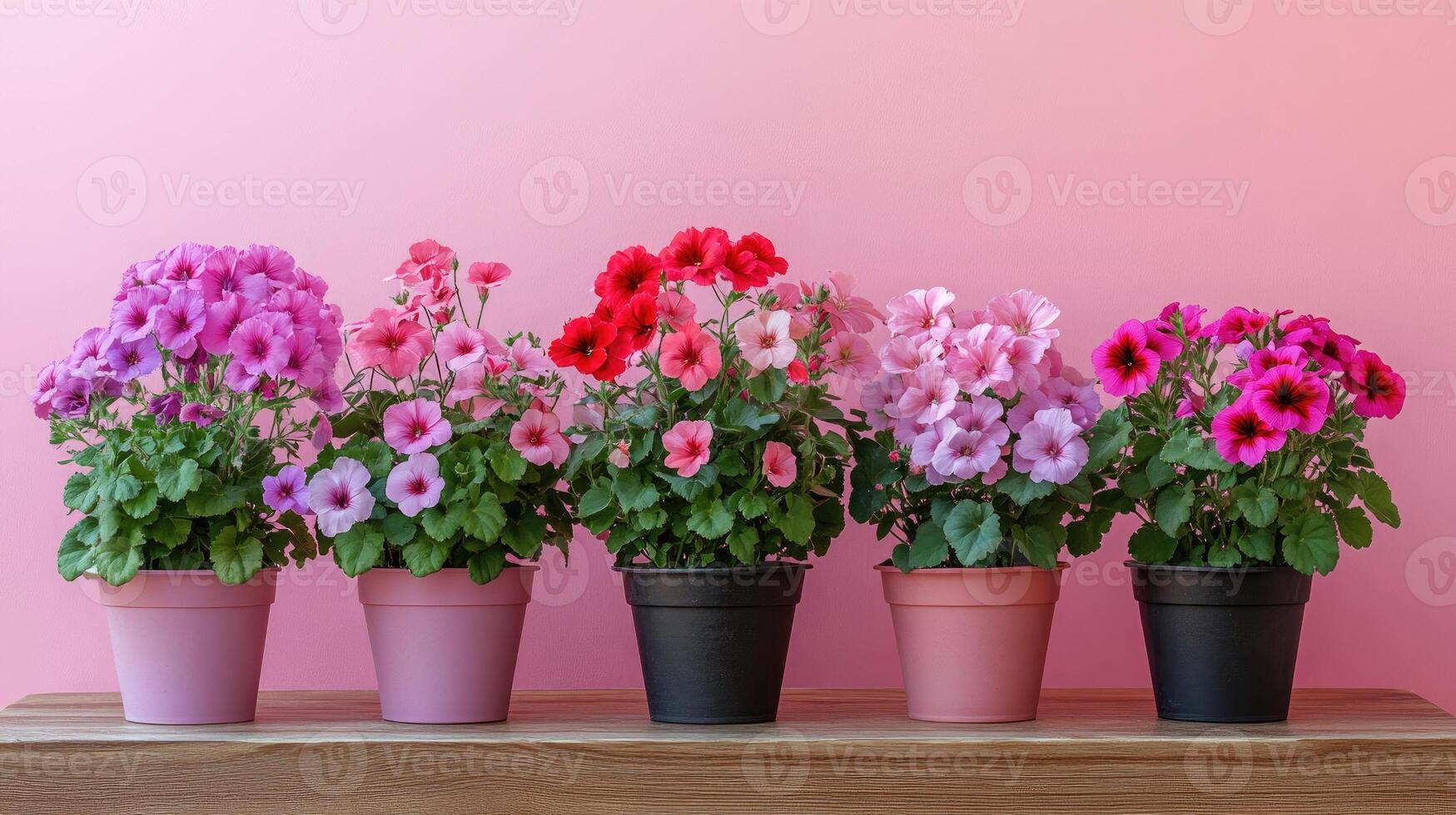 Blooming calibrachoa plants adding a touch of elegance to pink background photo