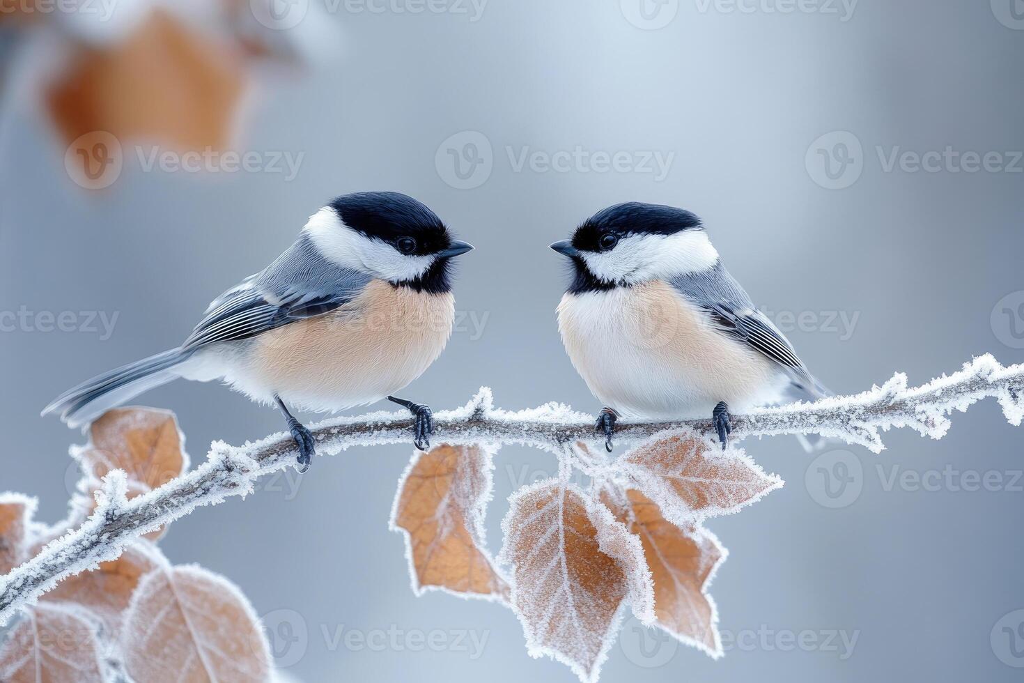 Two black-capped chickadees perching on a frost covered branch in winter photo