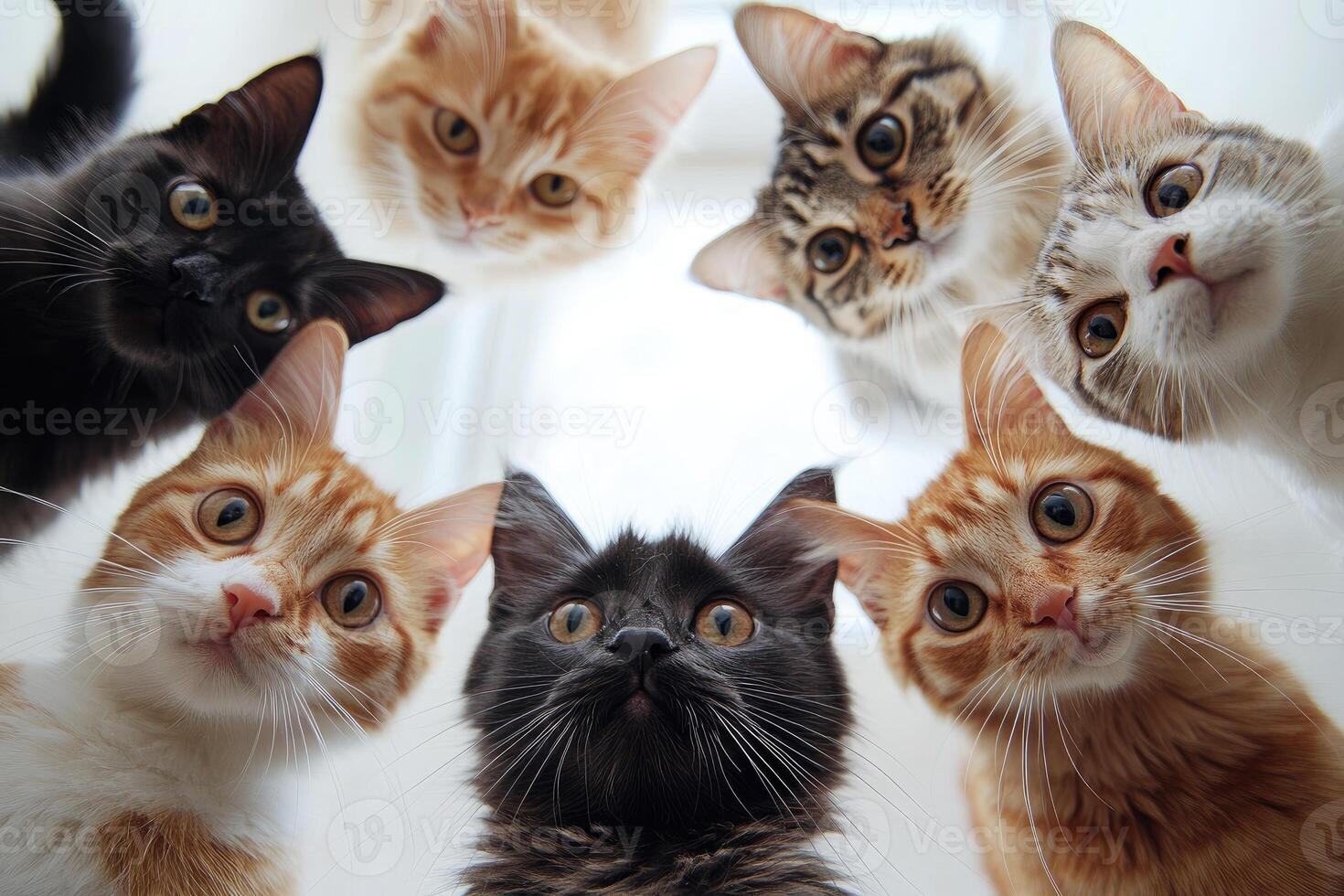 Curious cats looking down at camera in circle formation. photo