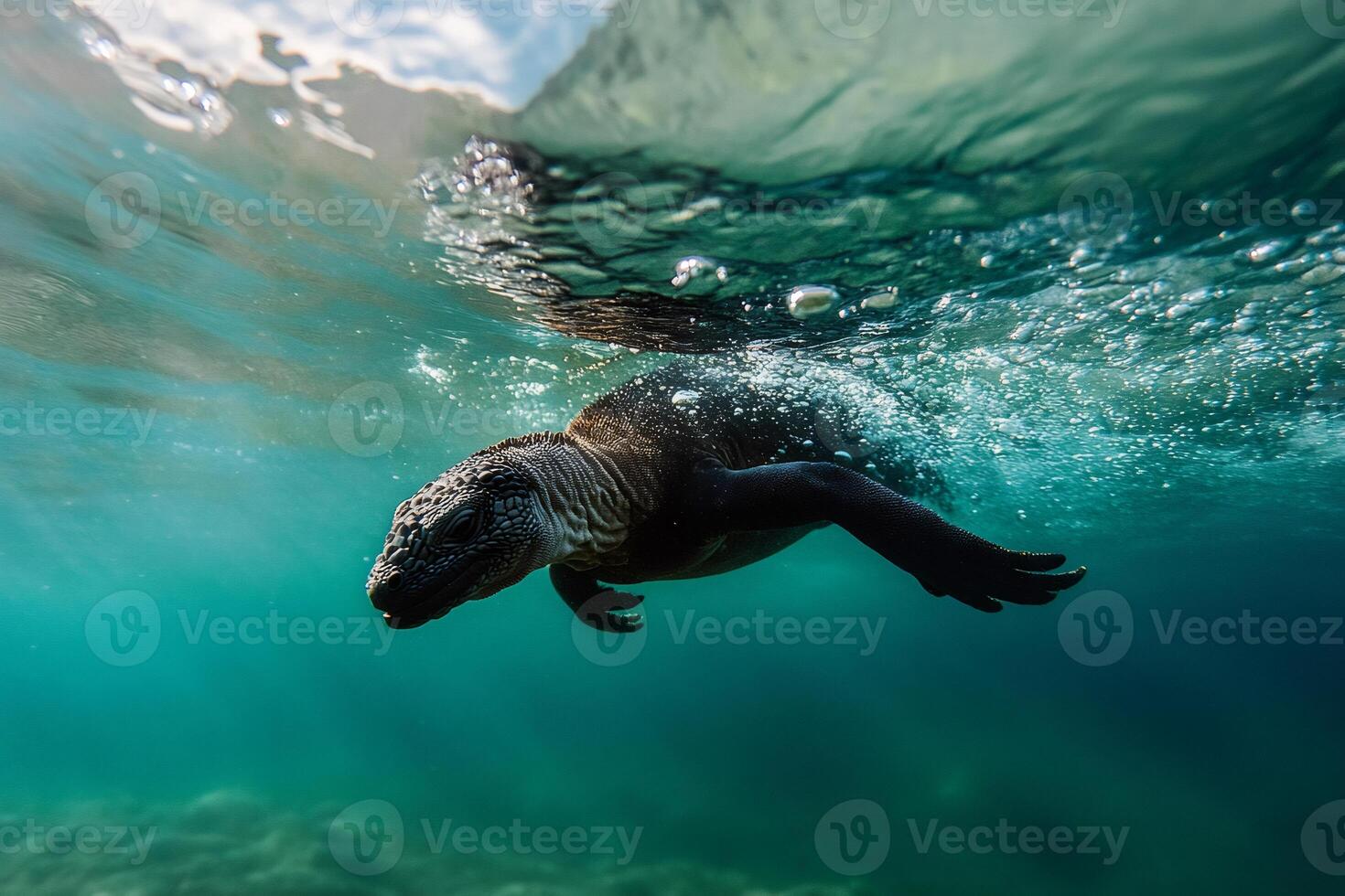 Marine iguana swimming underwater. photo