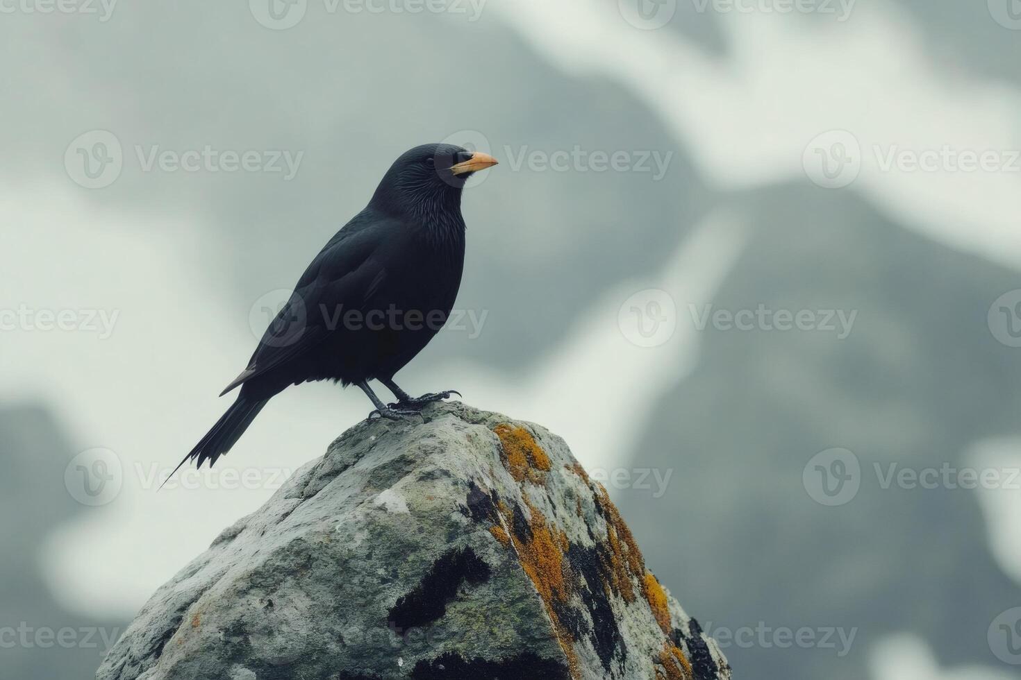 Alpine chough perching on a rock in the italian alps photo