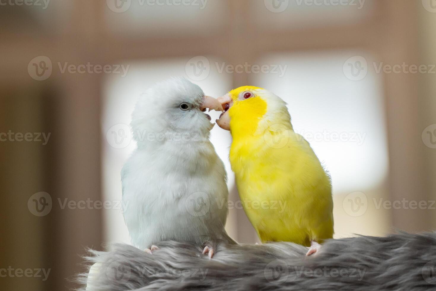Tiny parrot parakeet white and yellow Forpus bird Pacific Parrotlet photo