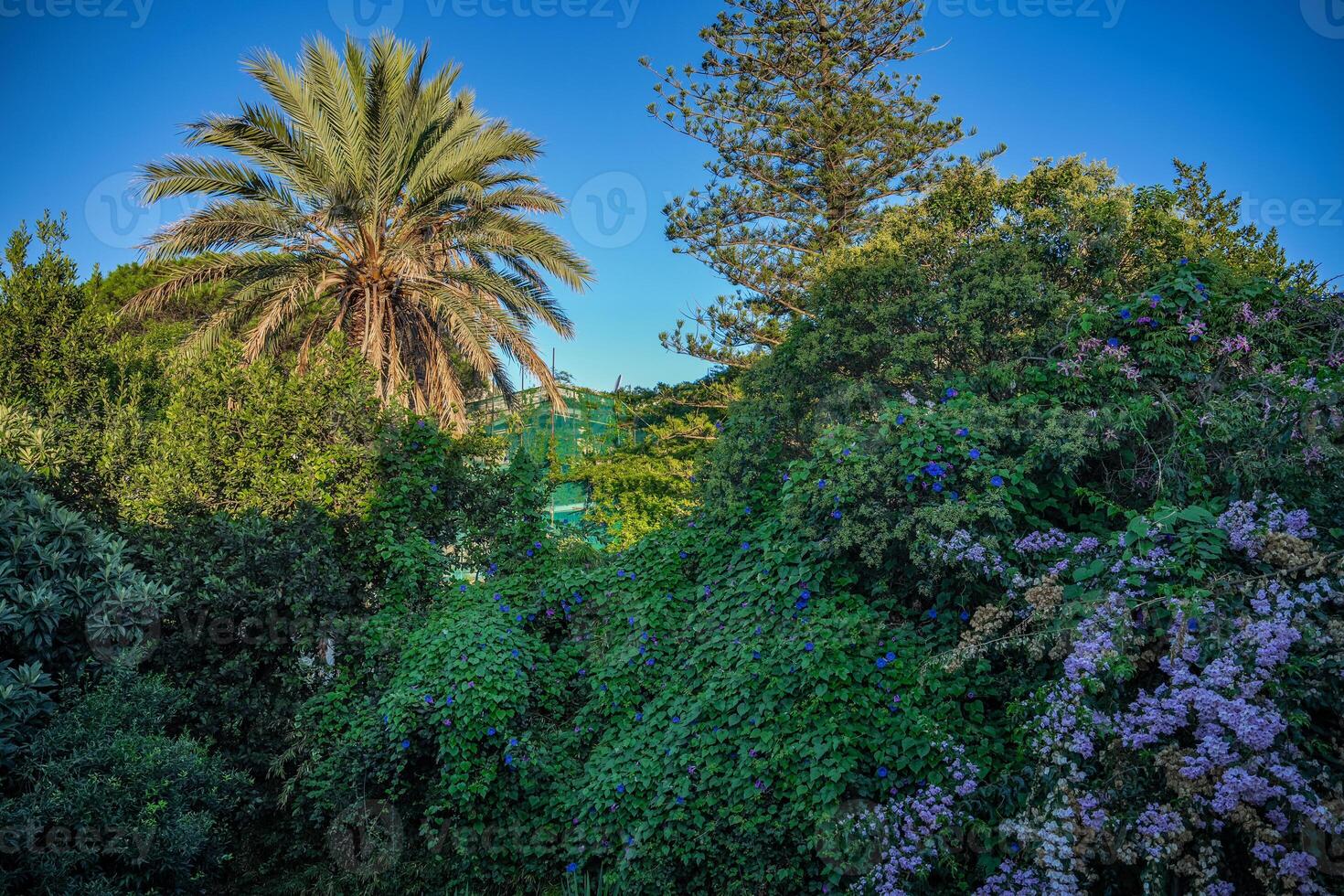 Purple Bougainvillea flowers and trees in Capri Italy. photo