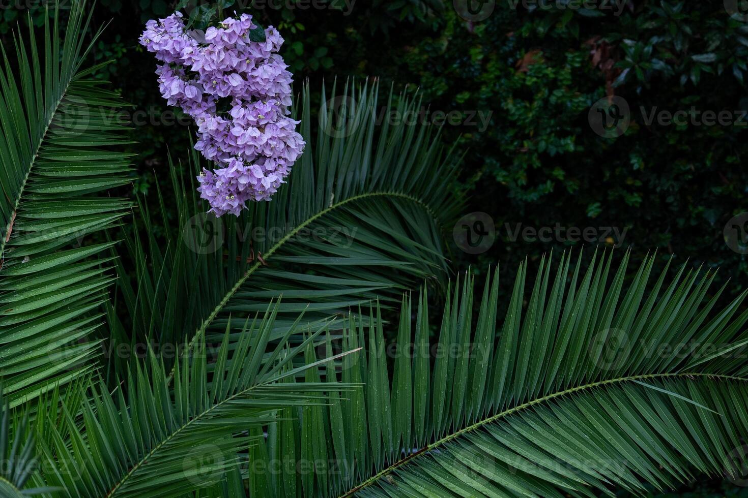 Purple Bougainvillea flowers and trees in Capri, Italy. photo