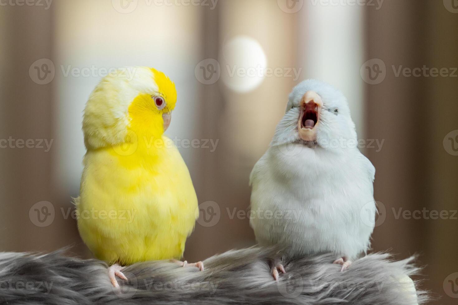 Parrot parakeet white and yellow Forpus small bird photo