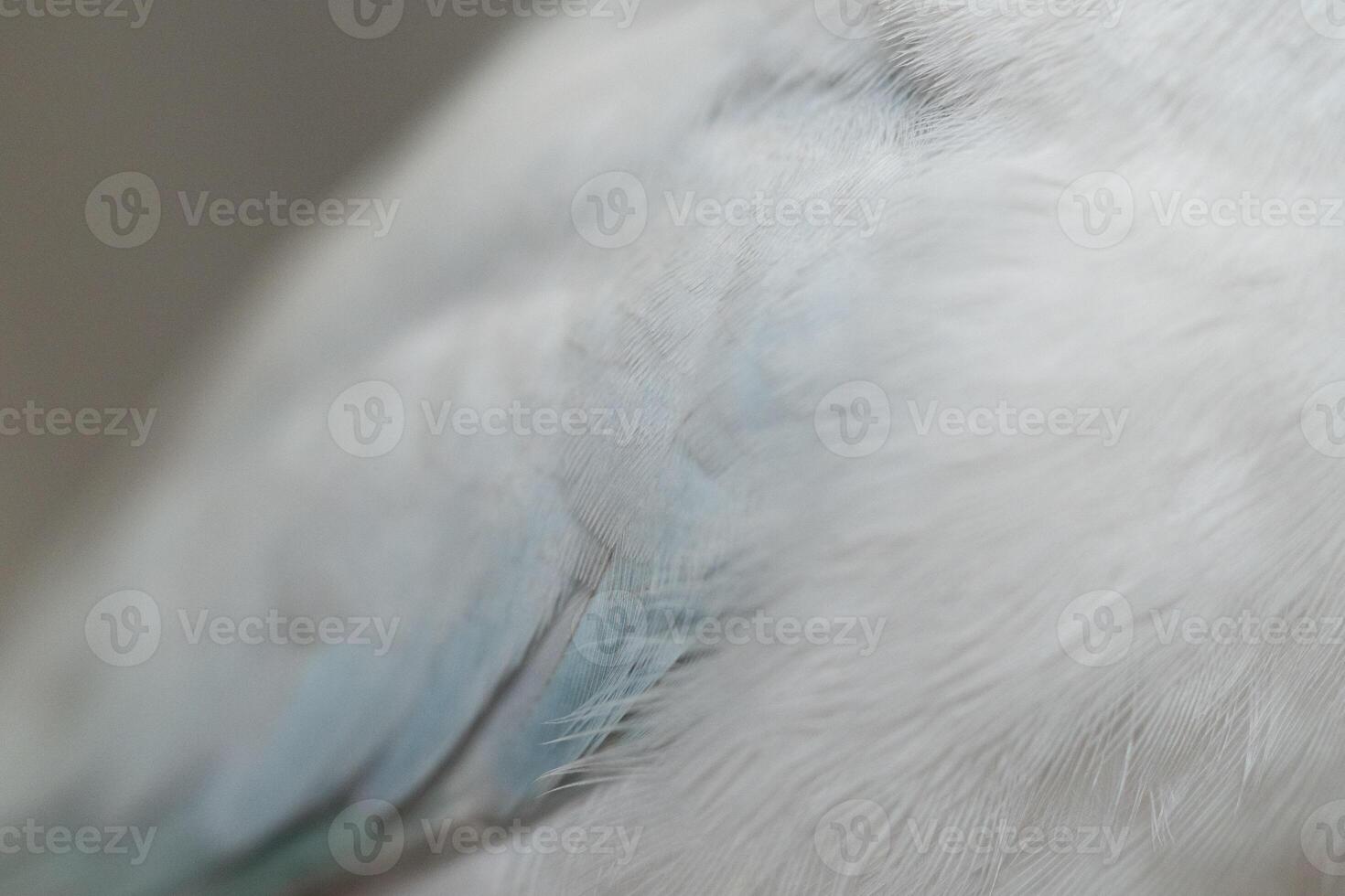 Part of tiny parrot white Forpus small bird photo