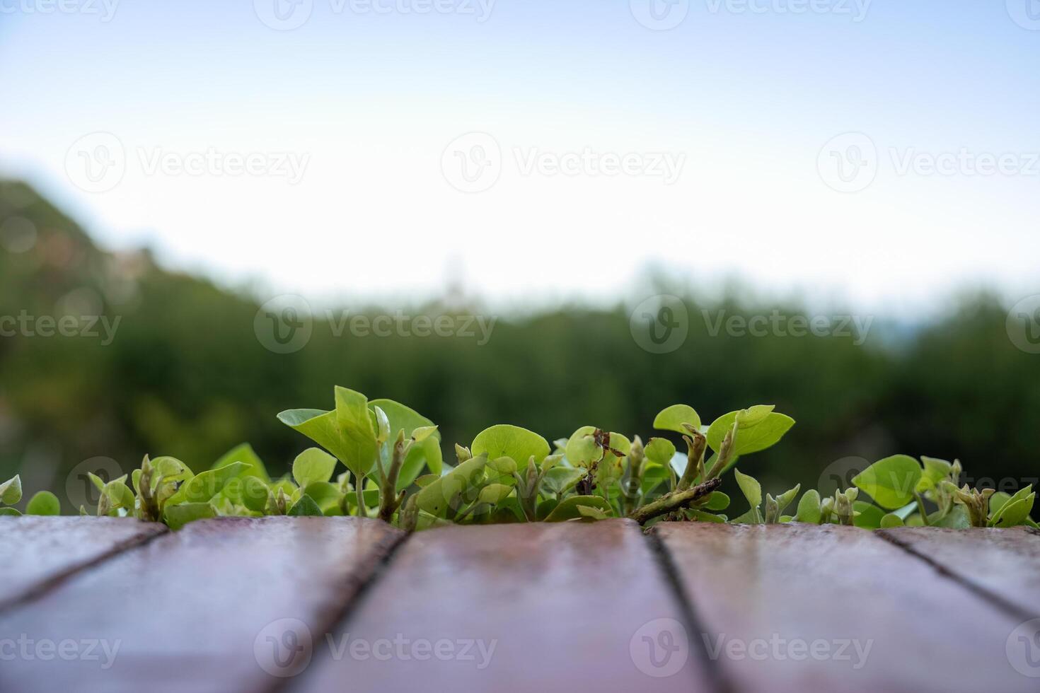 Green Vine climber or creeper plant growth on wooden wall. photo