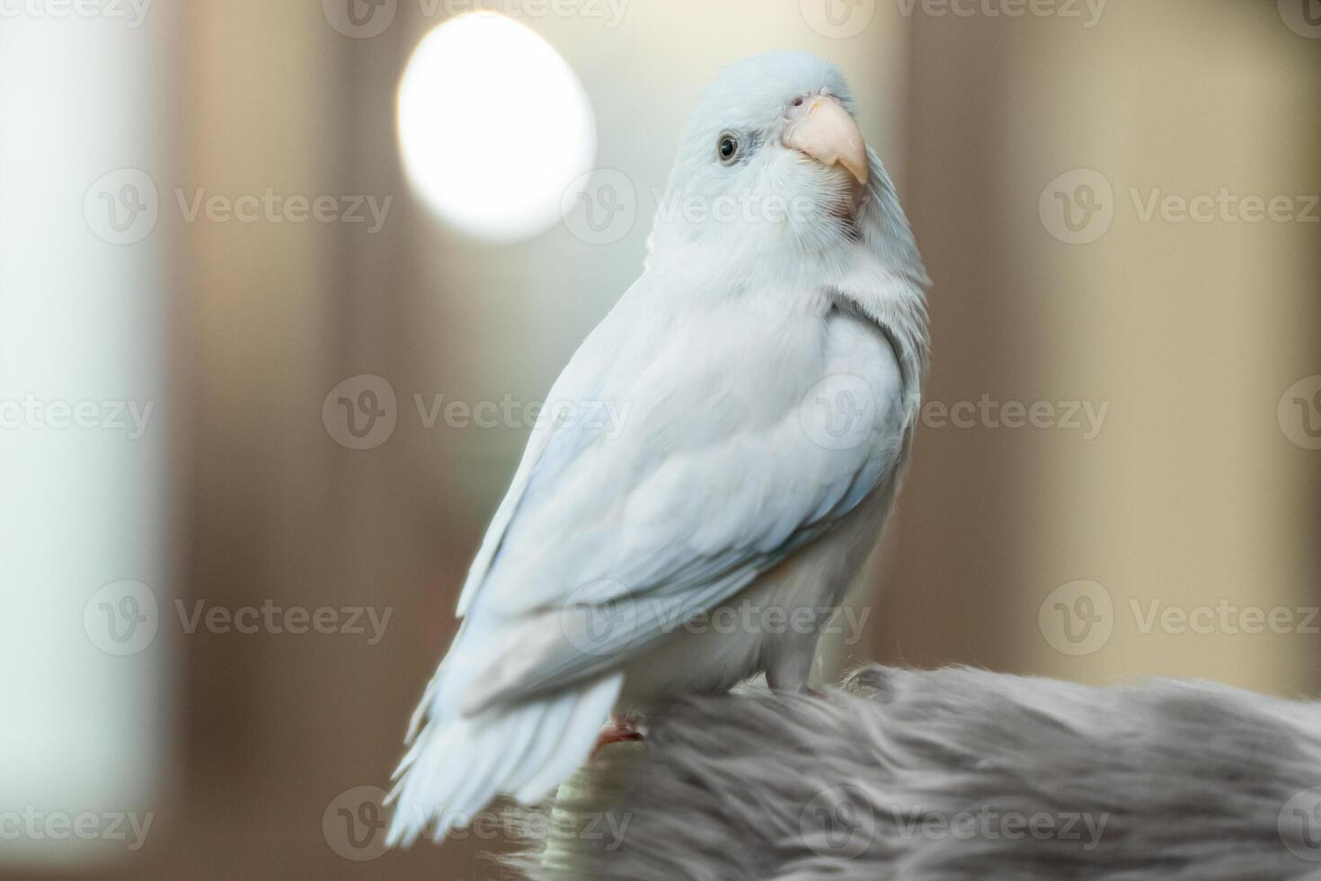 Tiny parrot parakeet white Forpus bird Pacific Parrotlet rest on branch photo