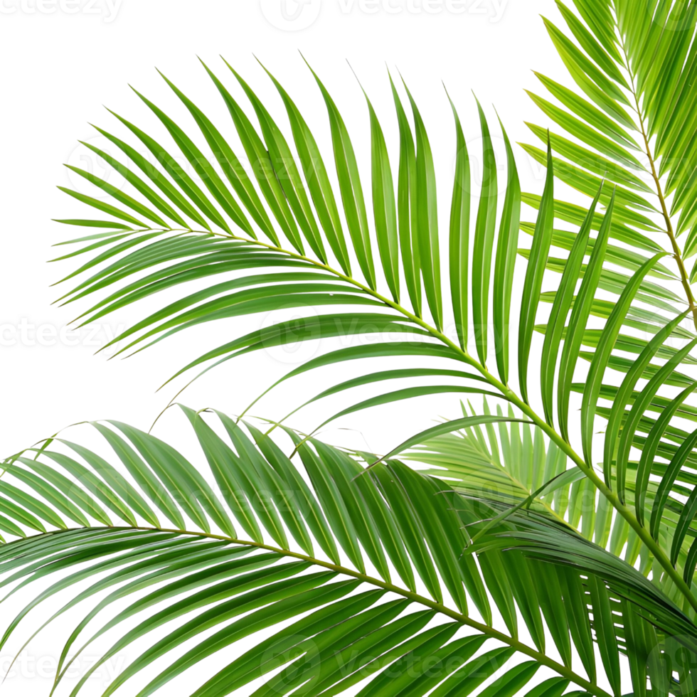 Symmetrical Composition of Overlapping Palm Leaves in a Natural and Realistic Style png