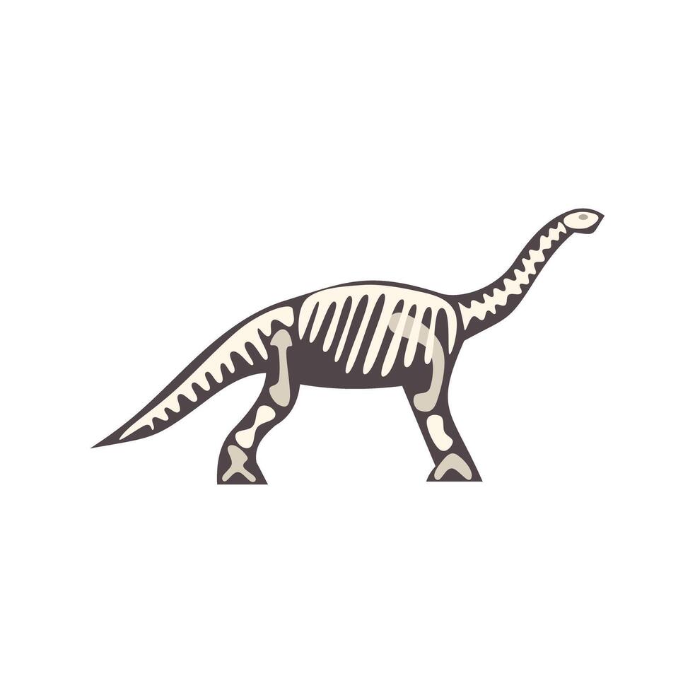Brontosaurus dinosaur skeleton walking on white background vector