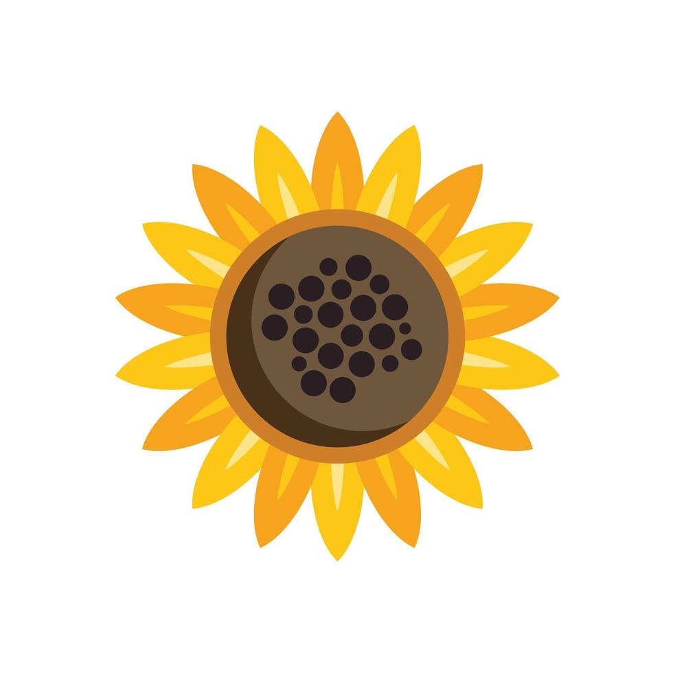 Sunflower blooming with bright yellow petals and dark seeds vector