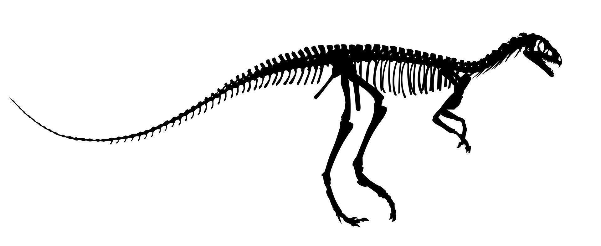 The Dinosaur skeleton. vector