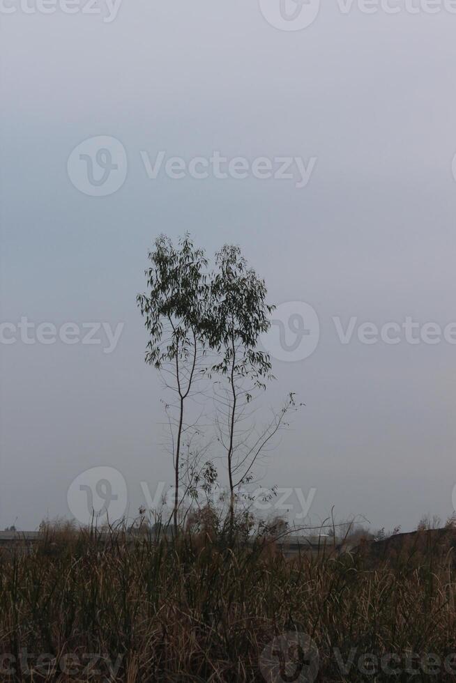 A lone tree in a field photo