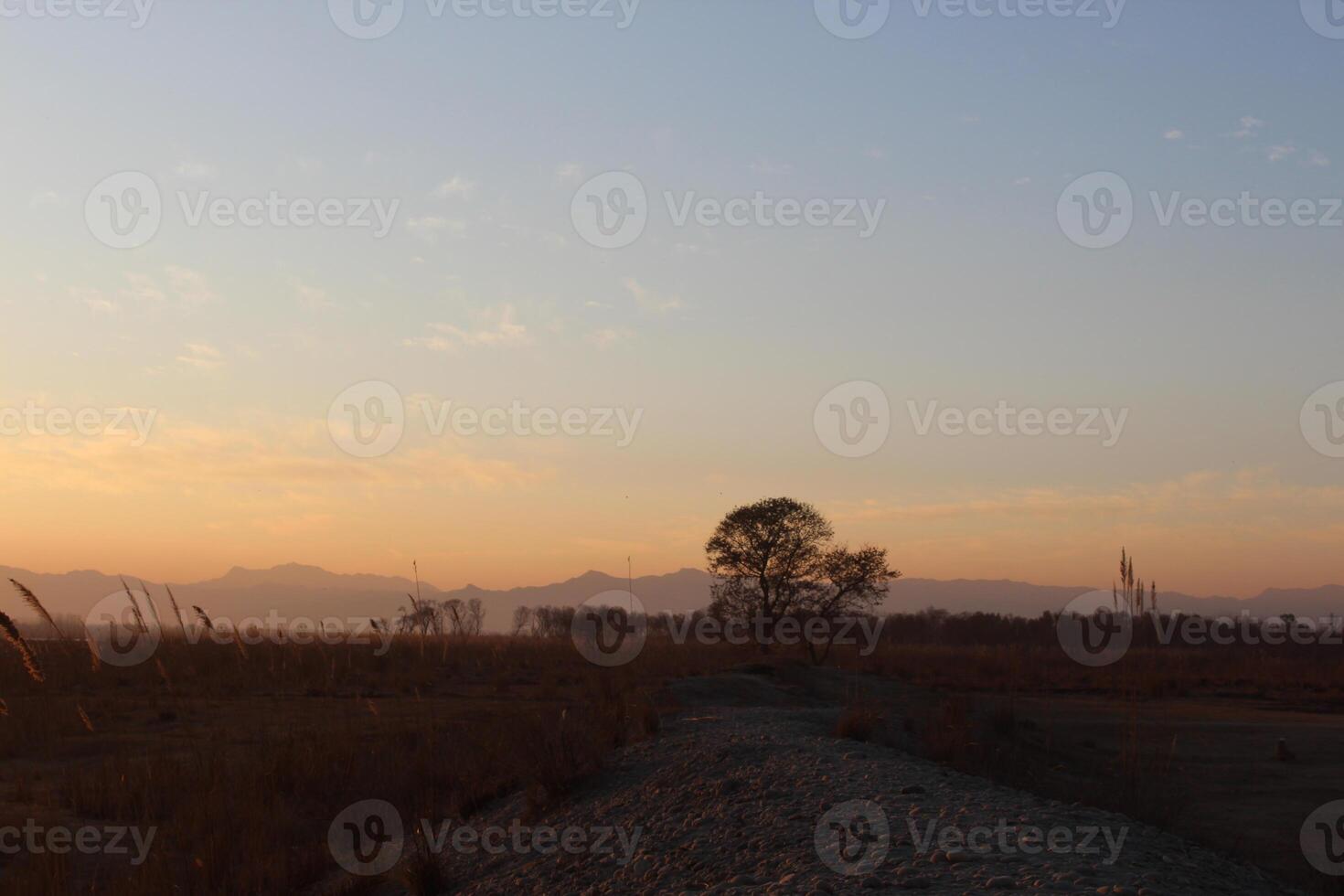 A large field with a tree in the middle photo