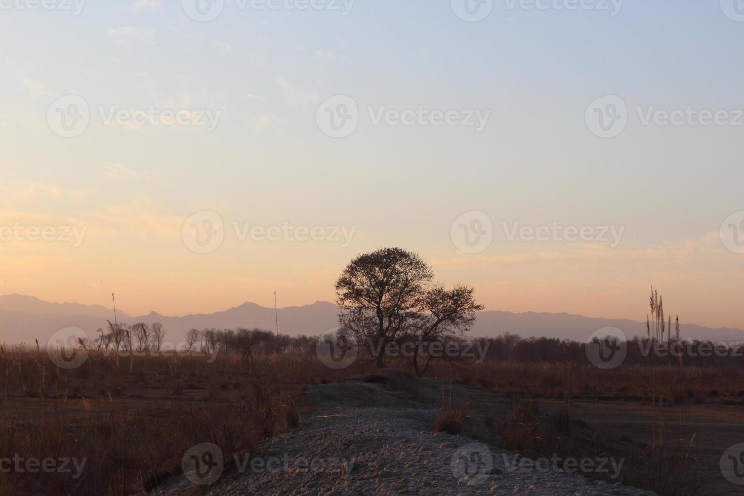 A lone tree in the middle of a field photo