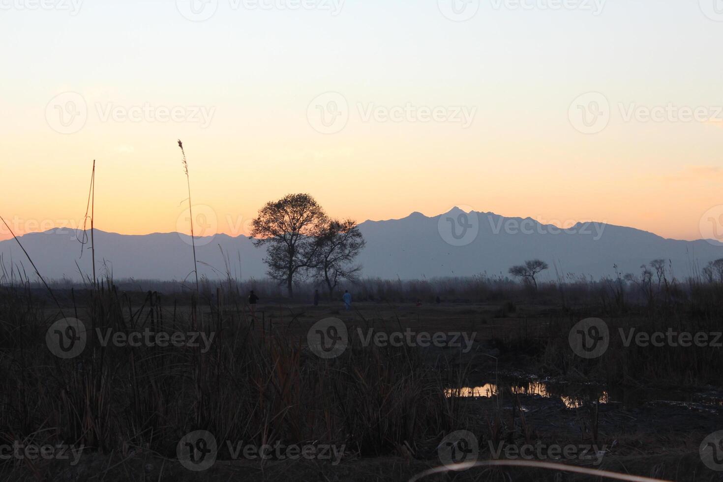 A field with tall grass photo